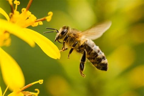 Día Mundial De Las Abejas Cadena Nueve Diario Digital