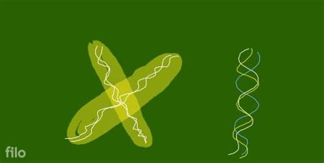 In pachytene stage of meiosis the chromosomes appear | Filo