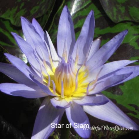 Star Of Siam Wonderful Water Lilies