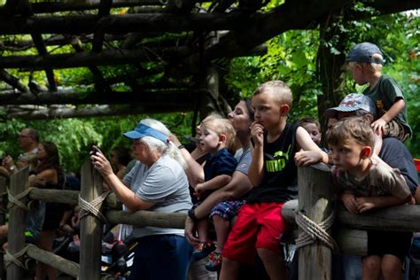 Photos Jomo The Silverback Gorilla Turns 30 At Cincinnati Zoo