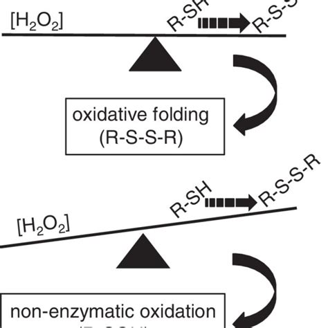 A Balance Between H 2 O 2 Concentration And The Rate Of Disulfide Bond