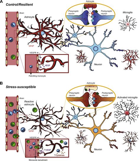 Potential Role Of Astrocyte Function In Stress Susceptibility And MDD