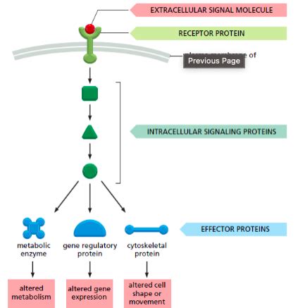 Signal Transduction Overview Flashcards Quizlet