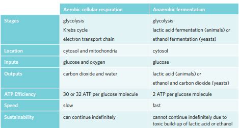 6B Anaerobic Fermentation Flashcards Quizlet