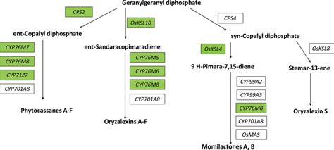 Biosynthetic Pathways Of Diterpene Phytoalexins In Cultivated Rice Download Scientific Diagram