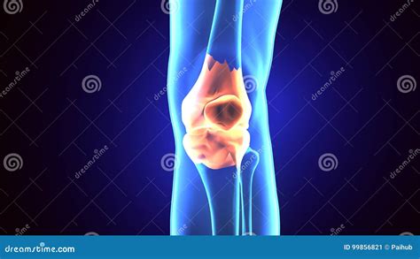 3d Illustration Of Patella Part Of Human Skeleton Stock Illustration