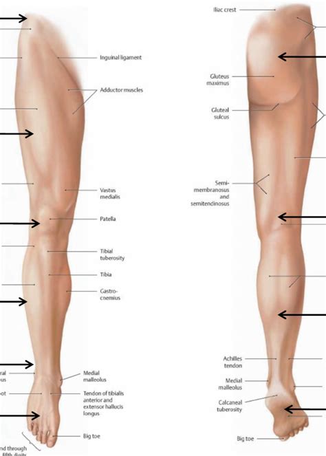 Surface Anatomy Of Lower Limb Diagram Quizlet