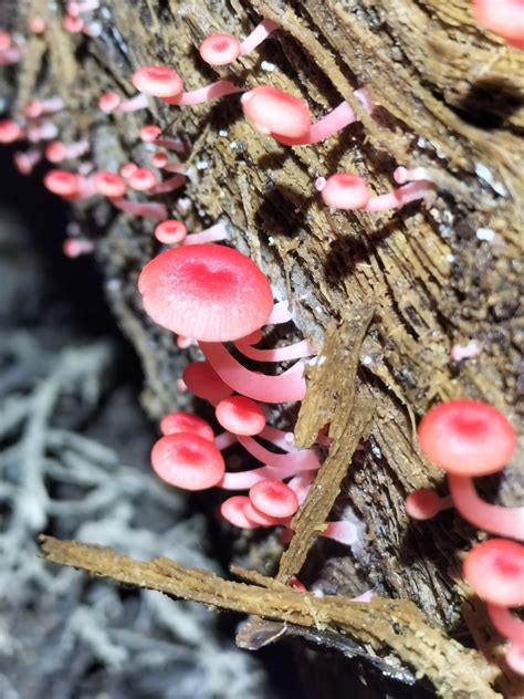 Mycena Roseilignicola Corner