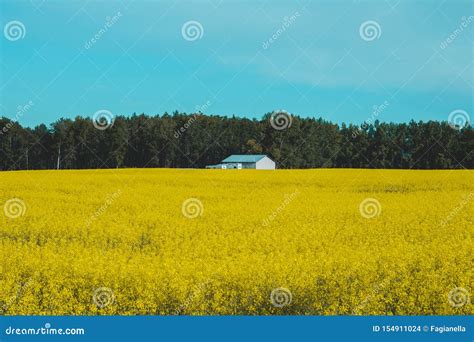 Campos Amarillos Brillantes Del Canola En Alberta Canadá Condado De