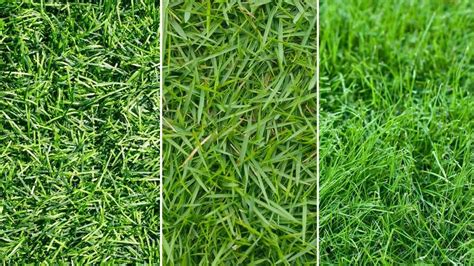 Zoysia Grass Vs Fescue Which Grass Is Right For You Lawnhelpful