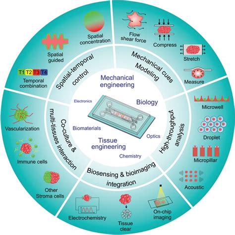 Overall Advances Of Spheroids And Organoids On A Chip Microfluidic