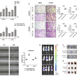 HGF MET Signaling Blockade Abolishes Colon Cancer Cell Migration