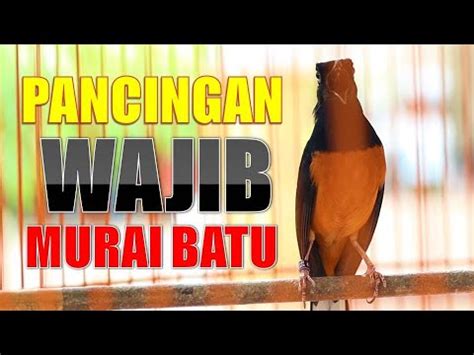 3 DETIK SORE HARI Murai Batu GACOR NRATAK Ini AMPUH BIKIN GACOR MURAI