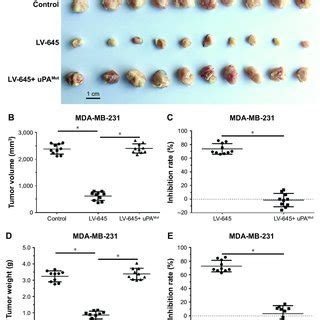 Lv Inhibited Mda Mb Subcutaneous Growth In Nude Mice Notes