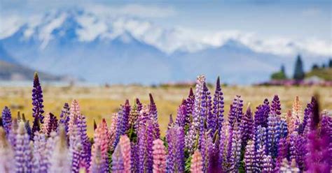 Best places to visit during spring in New Zealand - New Zealand Trails