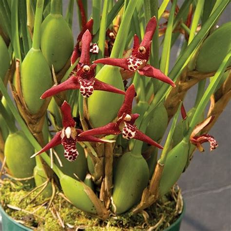 Coconut Orchid Maxillaria Tenuifolia Rare Orchids Beautiful