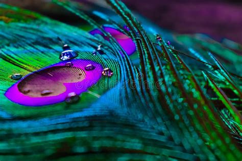 Colour Full Peacock Feather Background Texture Stock Photo - Image of ...