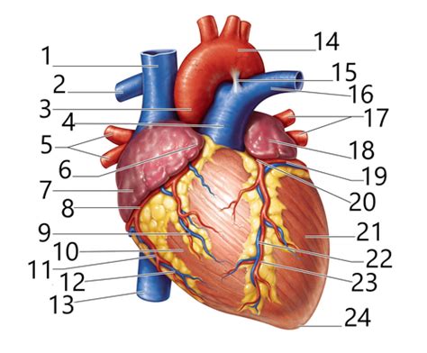 The Heart Lab Flashcards Quizlet