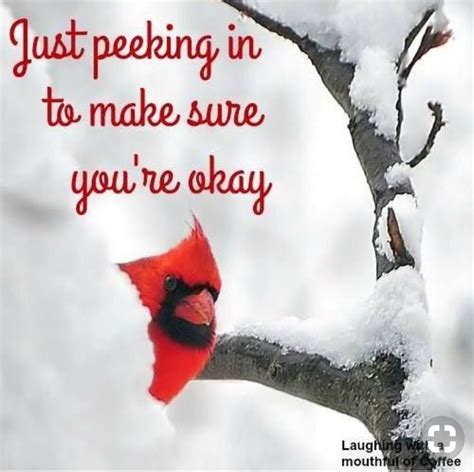 Pin By Stephanie Howard On Friendship Quotes Bird Quotes Red Birds