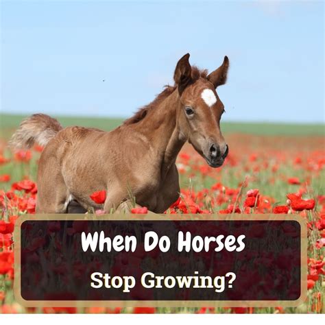 When Do Horses Stop Growing Life Cycle Of A Horse Horse Soup