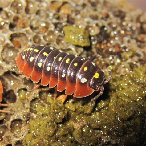 Armadillidium Sp Montenegro There Are A Few Species That These