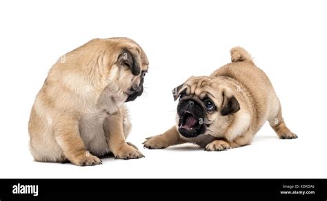 Pug puppies playing together, isolated on white Stock Photo - Alamy