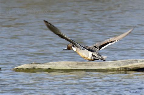 Pintail – Jen Gfeller Nature Photography