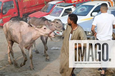 July Cairo Cairo Egypt Egyptians Buy Calves At A Cattle