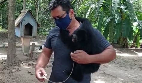 Sorriso Macaco Aranha De Cara Branca Que Estava Amarrado A Corrente