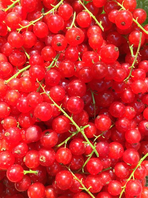 Fotos Gratis Naturaleza Fruta Baya Comida Verde Rojo Cosecha