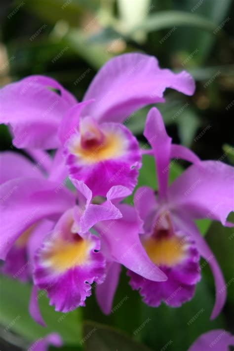 Premium Photo Cattleya Labiata Also Known As The Crimson Cattleya Or