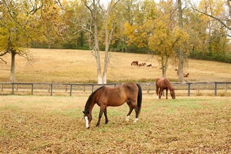 How to Spend a Weekend in Shelby County, Kentucky | Shelby county ...