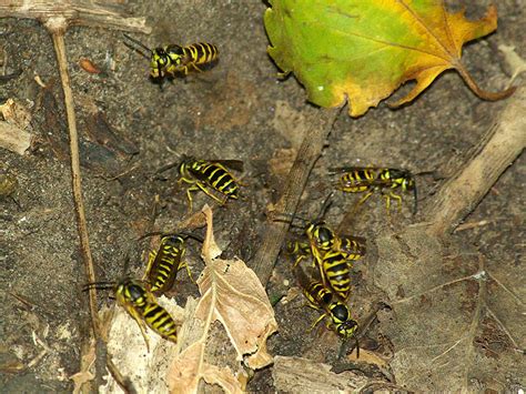 Eastern Yellow Jacket Underground Dfw Urban Wildlife