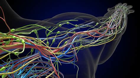 Human Lymph Nodes Anatomy For Medical Concept 3d Rendering Stock