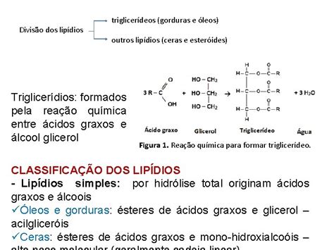 Lipdios Os Lipdios Ou Lipdeos So Um Amplo