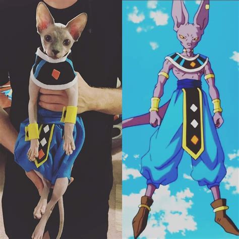 63 Best Lord Beerus Images On Pholder Dbz Dragonballsuper And Aww