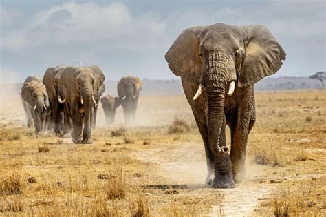 Mamiferos Com A Letra E - Animal com a letra E: confira a lista | Blog da Cobasi