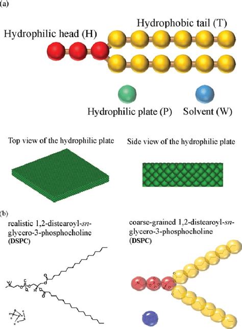 Schematic Diagrams Of A The Model Lipid H T Solvent W