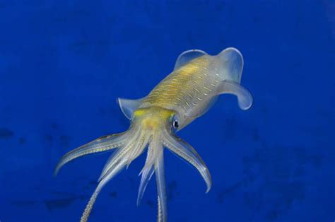 How Many Arms and Tentacles Do Squids Have? - A-Z Animals