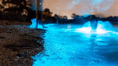 Bioluminescence Turns Australias Shores Bright Blue