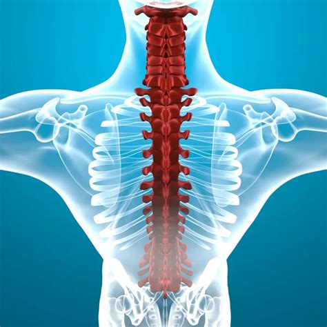 X-Ray of Human Spine — Stock Photo © autobus #6837164