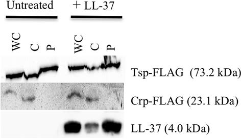 Frontiers A Periplasmic Antimicrobial Peptide Binding Protein Is