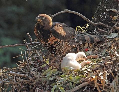 African crowned Eagle | African crowned eagle, Wildlife nature, Animals