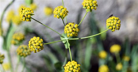 What Is Bupleurum? Benefits, Downsides, and Effectiveness