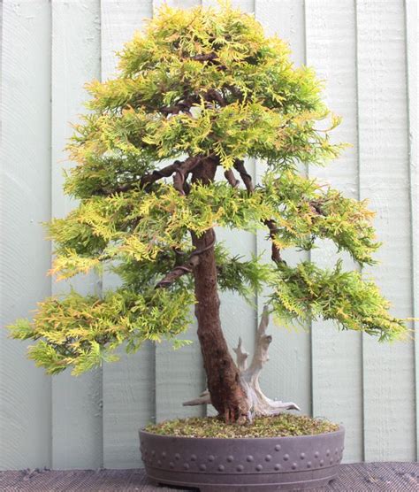 July 2017 Robert Nocher Shohin Bonsai Bonsai Art Bonsai Garden