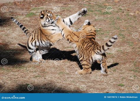 Tiger cubs at play stock photo. Image of tiger, siberian - 16819874