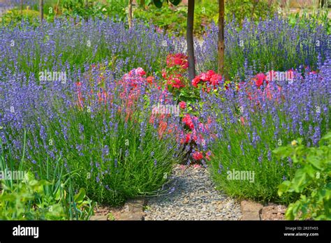 Cottage Garden Roses Lavender Hi Res Stock Photography And Images Alamy