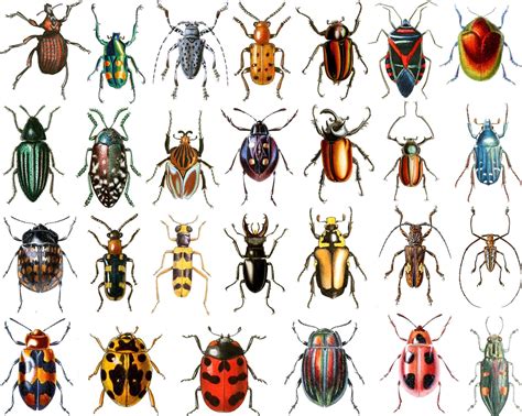 Colorful Beetles - Not Foodsafe - Glass Fusing Decal, Ceramic Decal ...