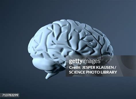Human Brain High-Res Vector Graphic - Getty Images 