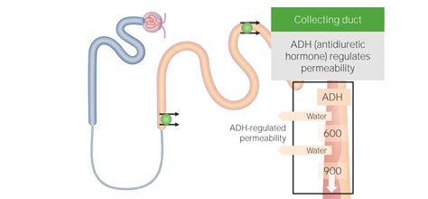 Renal Sodium And Water Regulation Concise Medical Knowledge